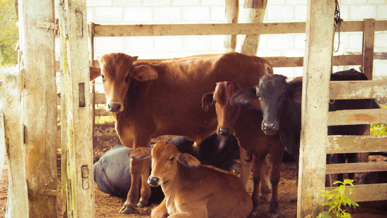 Un unico fornitore per l’allevamento